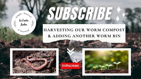 Harvesting our Worm Compost // Adding a New Worm Farm