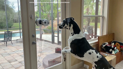 Great Dane Hilariously Chats With Window Glass Cleaning Robot