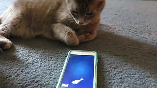 Cats play with their favorite iPhone app