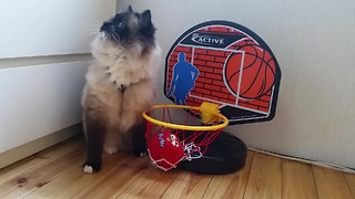 Ragdoll cat shows off impressive basketball skills