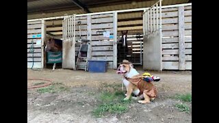 British Bulldog plays at being a horse