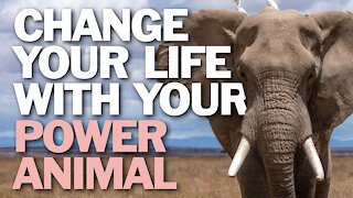 Change Your Life With Your Power Animal