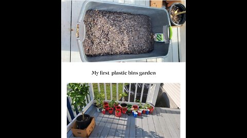 First Time Doing A Plastic Bin Garden