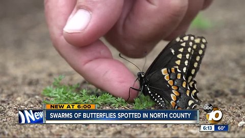 Swarms of Painted Lady butterflies spotted in North County