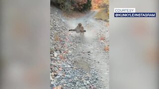 Utah hiker faces scary mountain lion encounter and survives