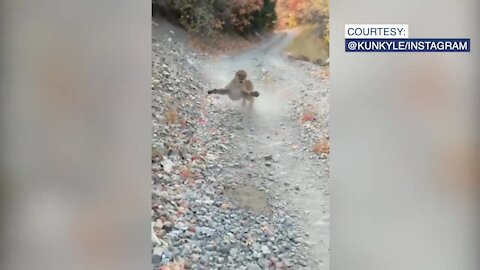 Utah hiker faces scary mountain lion encounter and survives