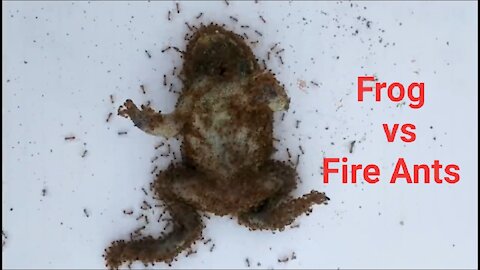 "Frog vs Xtreme Fire Ants" - Stunning Timelapse