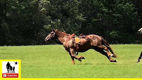 Runaway Bronc - The 1836 Chuckwagon Races 2022 - Saturday