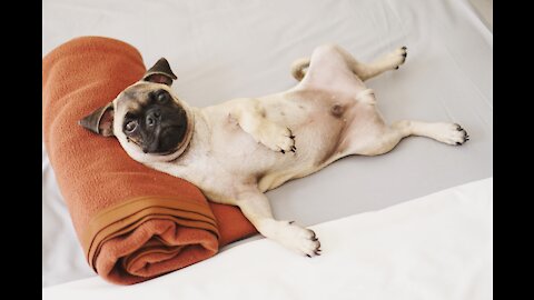 Sebastian Weimaraner not behaving like a gentleman with English Bulldog Molly