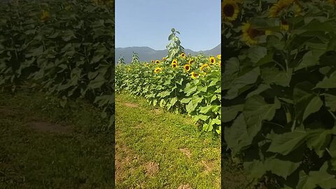 sunflower afternoon