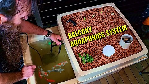 How to Set Up a Balcony Aquaponics System