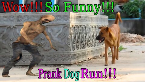 Amazing wow !!! Fake Tiger Prank Dog 🐶 Run So Funny Try not to laugh, very cool video ... 🐶