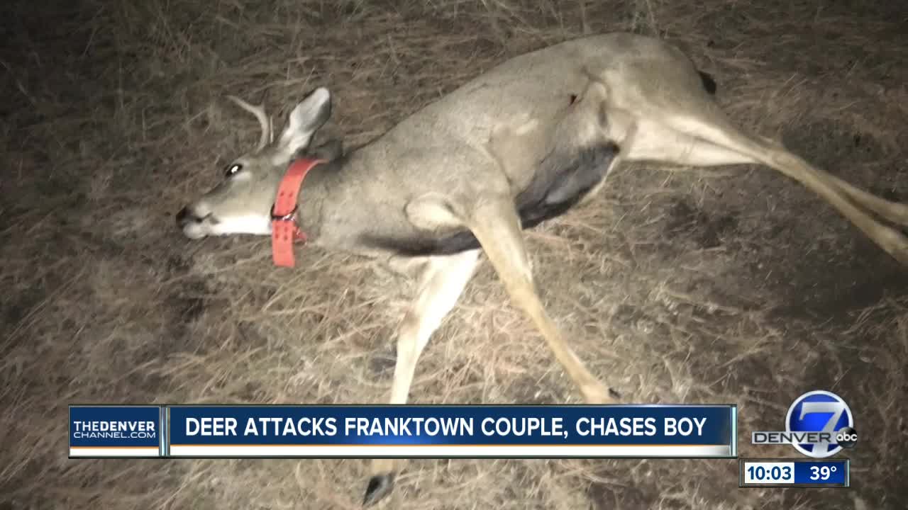 Deer wearing orange dog collar attacks and gores man in Franktown