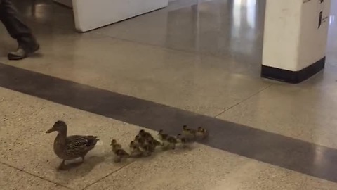 Mother Duck Leads New Ducklings Through High School To Creek