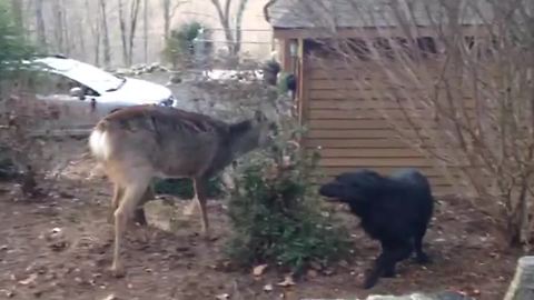 "Cute Black Labrador Makes A Deer Friend"