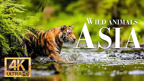 дикие животные азии 4k - Замечательный фильм о дикой природе с успокаивающей музыкой