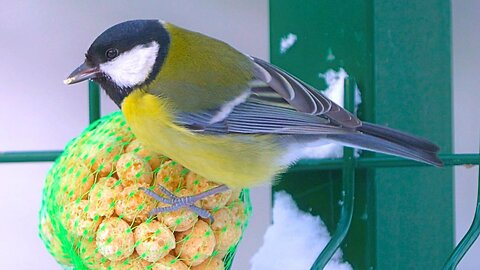 Great Tit Nibbling on Food Balls on a Green Fence