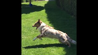 Super energetic dog chases water splashes