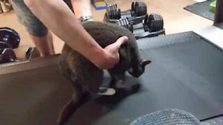 Cat refuses to exercise on treadmill!