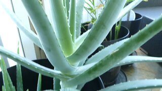 CONTAINER GARDEN (Aloe Vero)