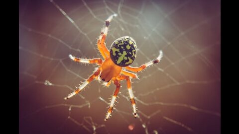 Spiders Weaving Their Web Of Silk : These Are Some Of The Best Artists On Our Planet