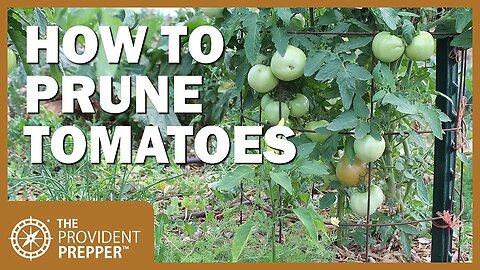 Survival Garden: Pruning Tomatoes (or Not) for Maximum Yield
