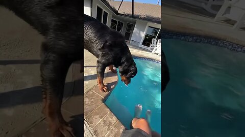 Rottweiler Samson has never been in the pool.