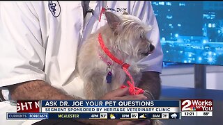 Ask Dr. Joe: Meet Junebug