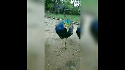 Beautiful Young Peacocks