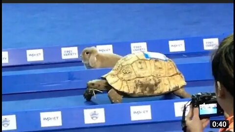 Tortoise Vs hare . A funny race related to story