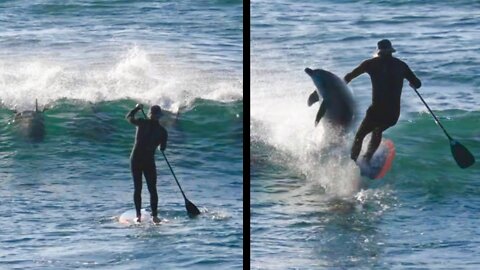 Dolphin Slams into Surfer
