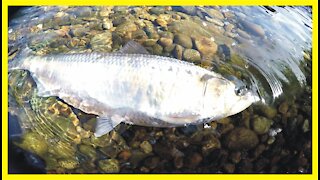 AMERICAN SHAD FISHING in the American River