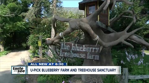The Blueberry Treehouse Farm has U-pick blueberries and fun treehouses to explore