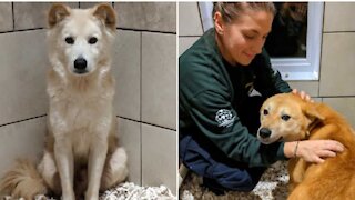 More Dogs Rescued From A Korean Meat Farm Arrived Near Montreal & Look At Their Cute Faces