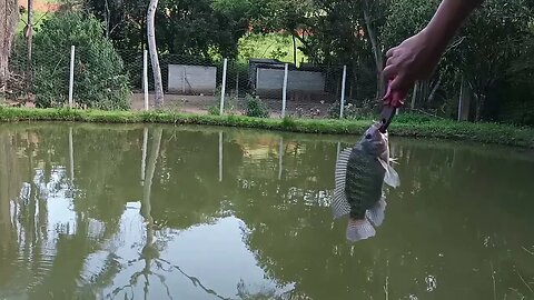 Nova pescaria de tilápia no tanque escavado da granja.