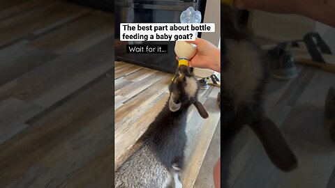 Feeding a Bottle Baby Goat BEST PART #shorts