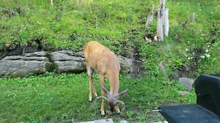 Chipmunk appears to have befriended wild deer