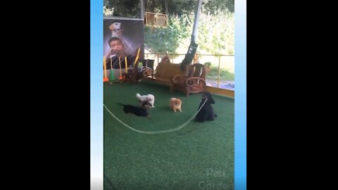 Cute dogs playing Jump rope! 😍😊 #shorts