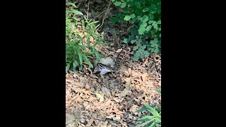 Snake eating a squirrel at Cedar Creek Falls