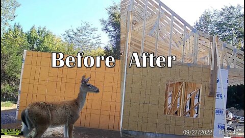 Rustic cabin build update & time lapse Custom trusses going up!