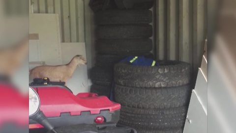 Hilarious Goat Falls Through Tires