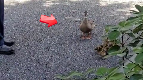 Police protect a family of ducks