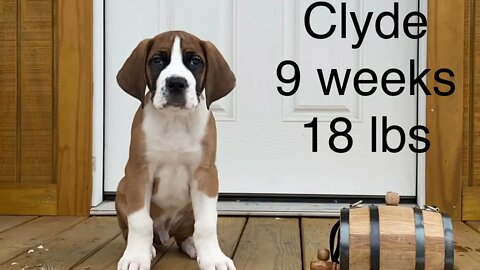 Clydes weigh ins the first year -Great Dane St. Bernard