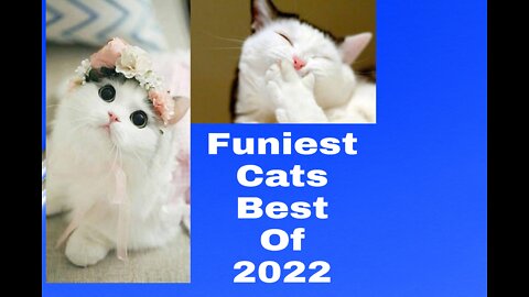 Funniest Cats The Best Of 2022 Animals Video
