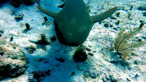 Baby nurse shark approaches scuba diver for a boop on the nose