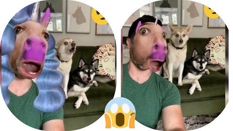 Dog show fanny videos animel