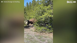 Un bison se bat contre... un arbre!