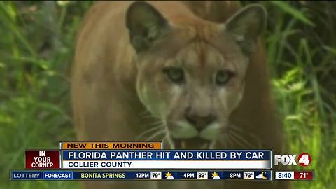 Florida panther hit and killed by car in Collier County