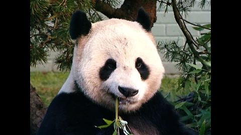 Giant Pandas' Scottish Home