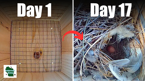 Empty Nest to First Egg in 5 Minutes - House Wren Time-lapse